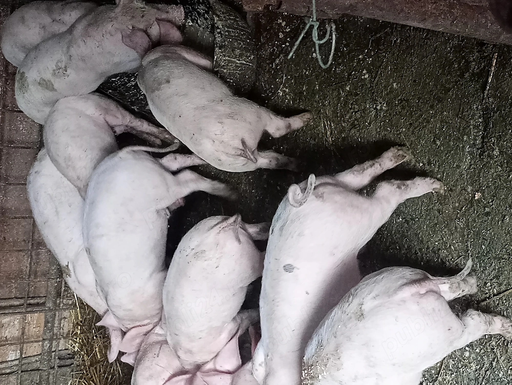 Vând purcei de 8 săptămâni