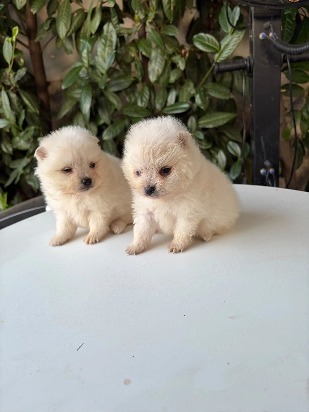 vand pomeranian