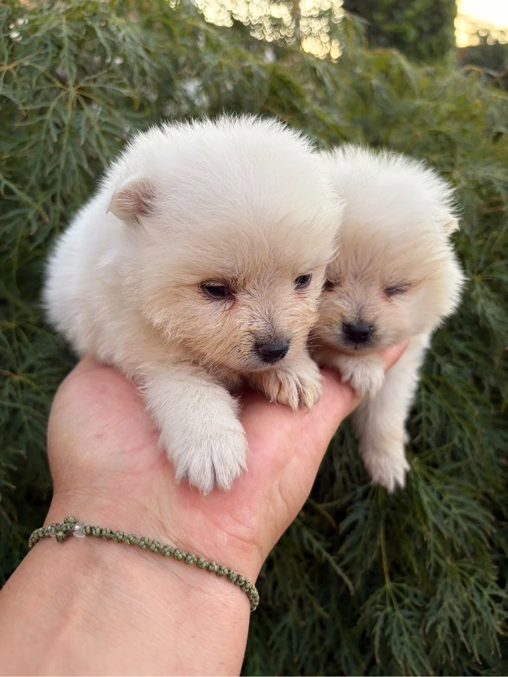 vand pomeranian