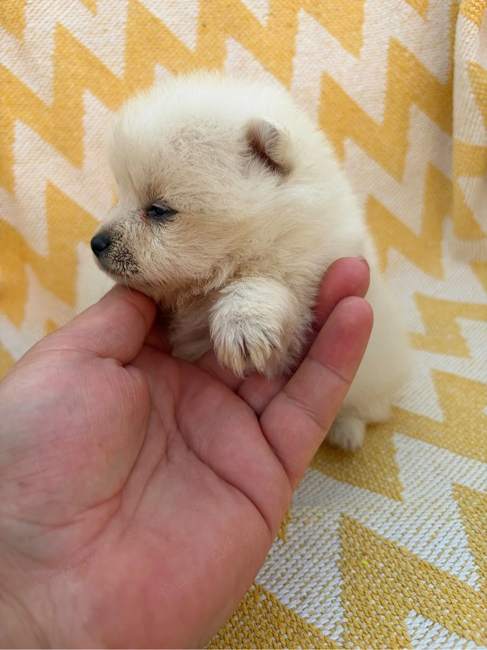 vand pomeranian