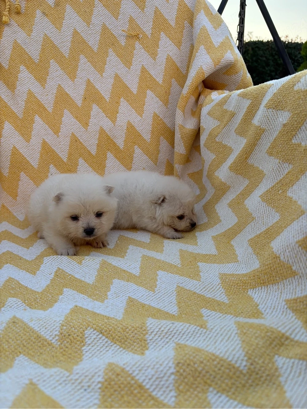 vand pomeranian