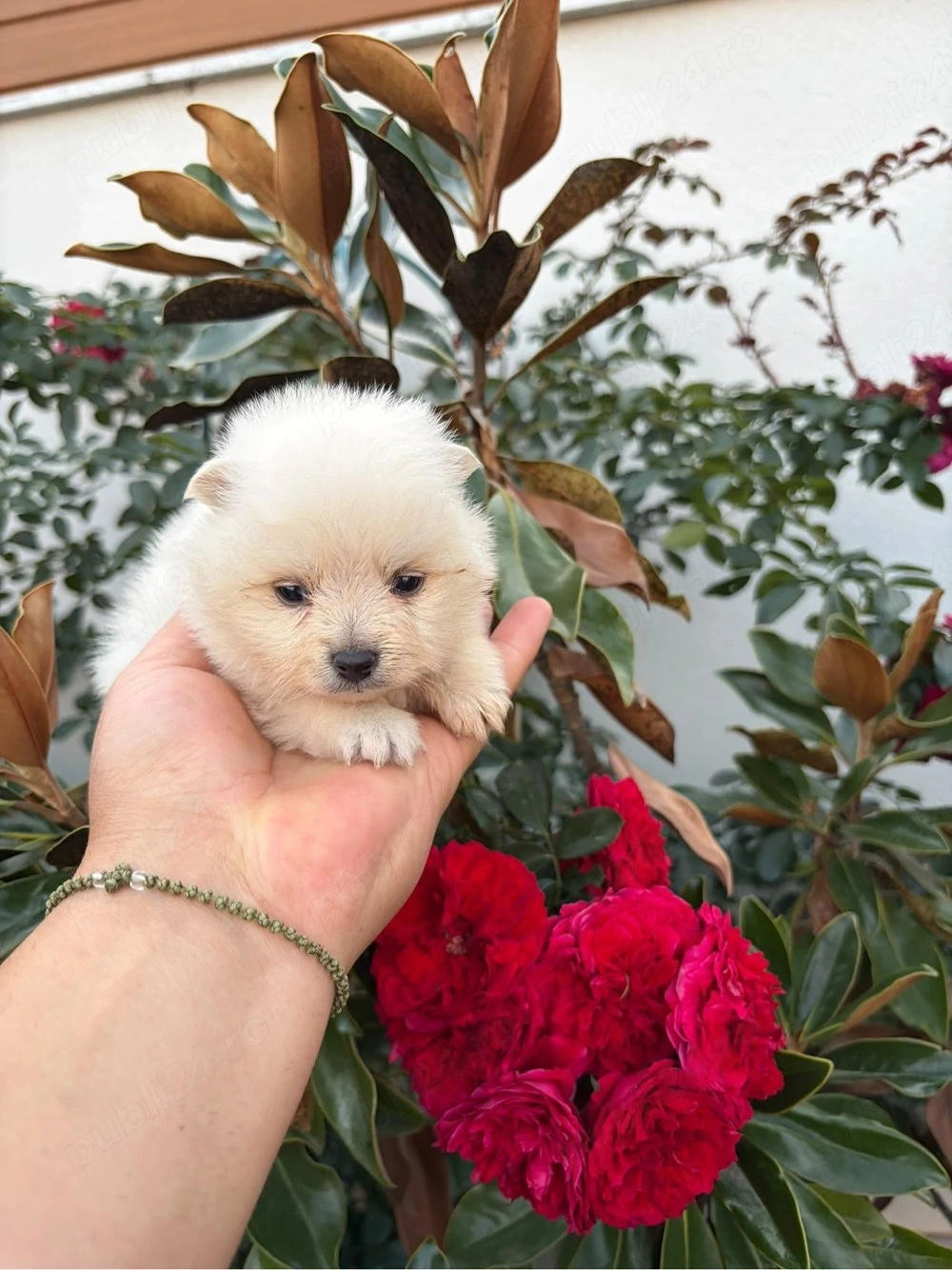 Vand pomeranian