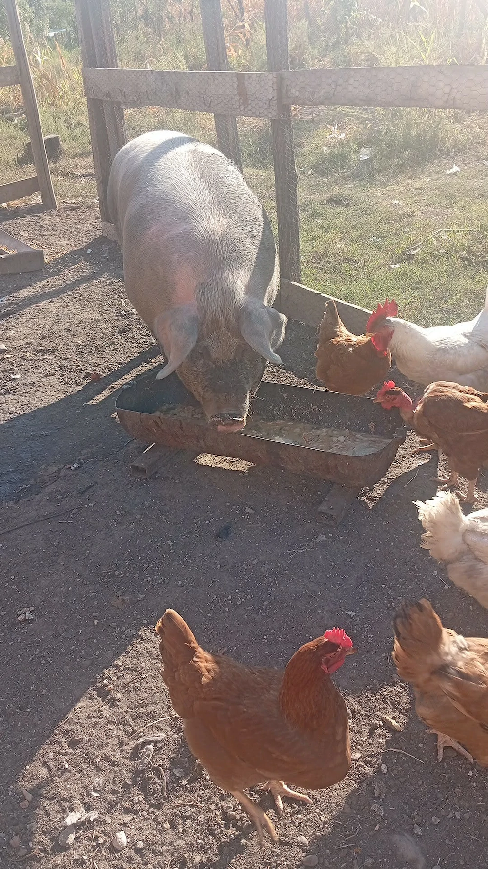 Porc marele alb  de vanzare 