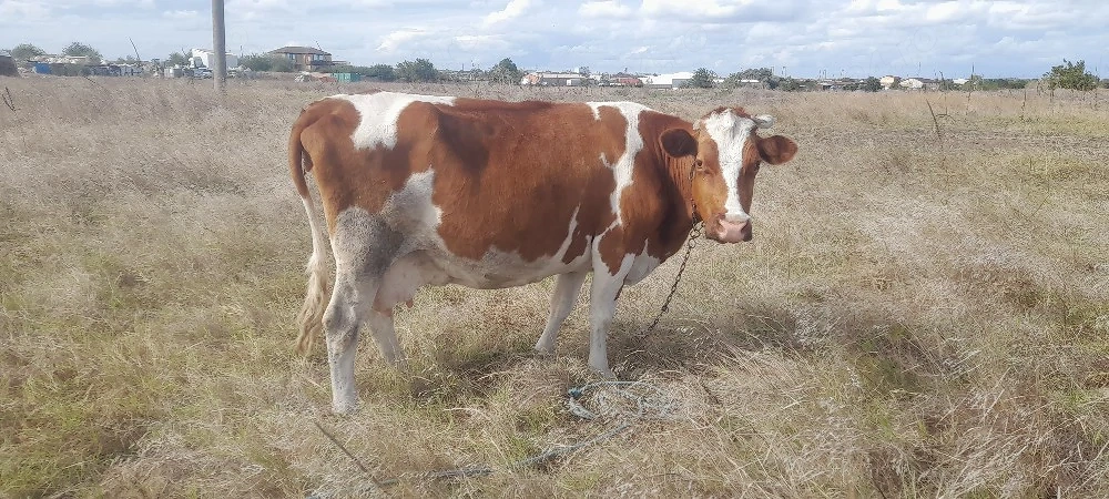 vaca baltata românească. 
