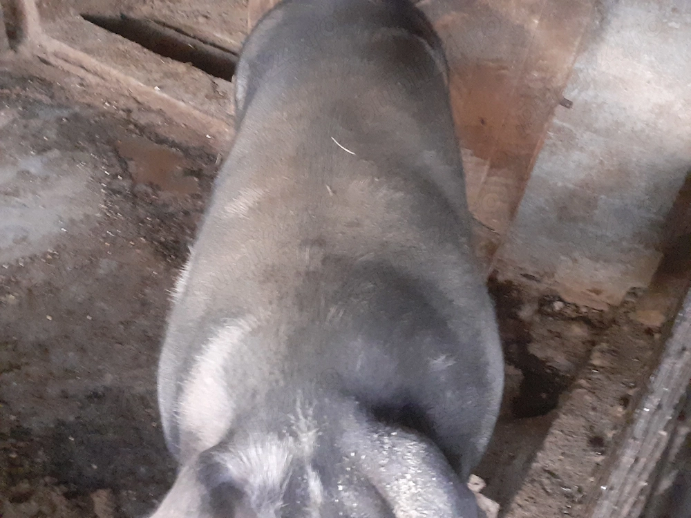 Porci si purcele de vânzare. 