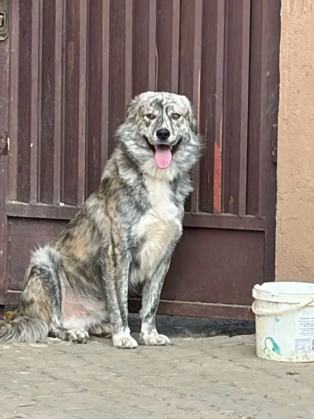donez catel de 1 an sterilizat