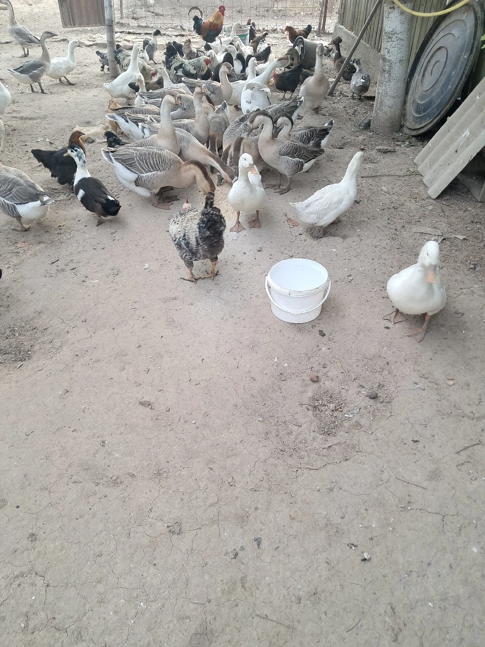pasari de vânzarea 