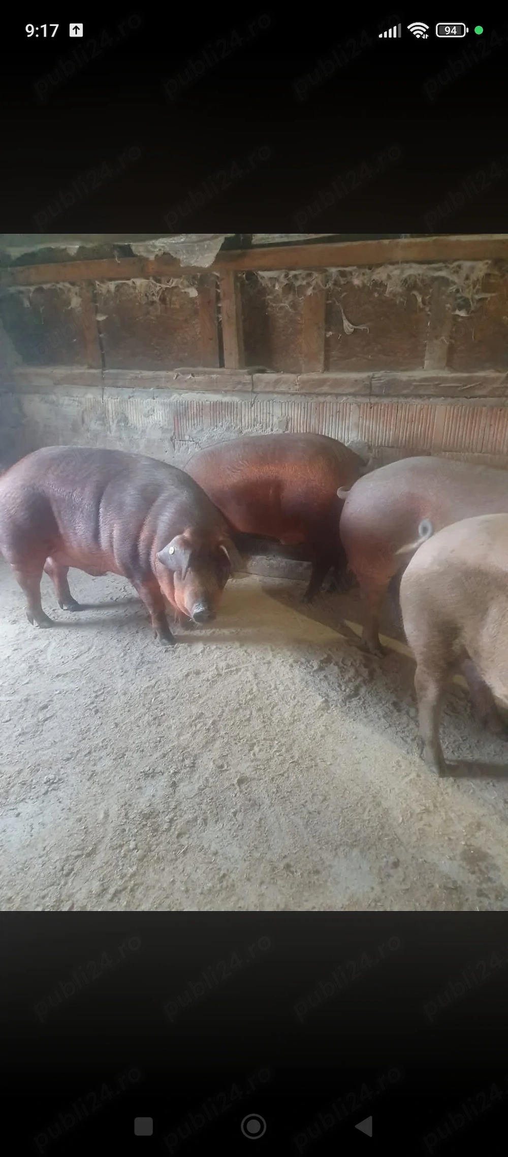 Porci duroc de vânzare 