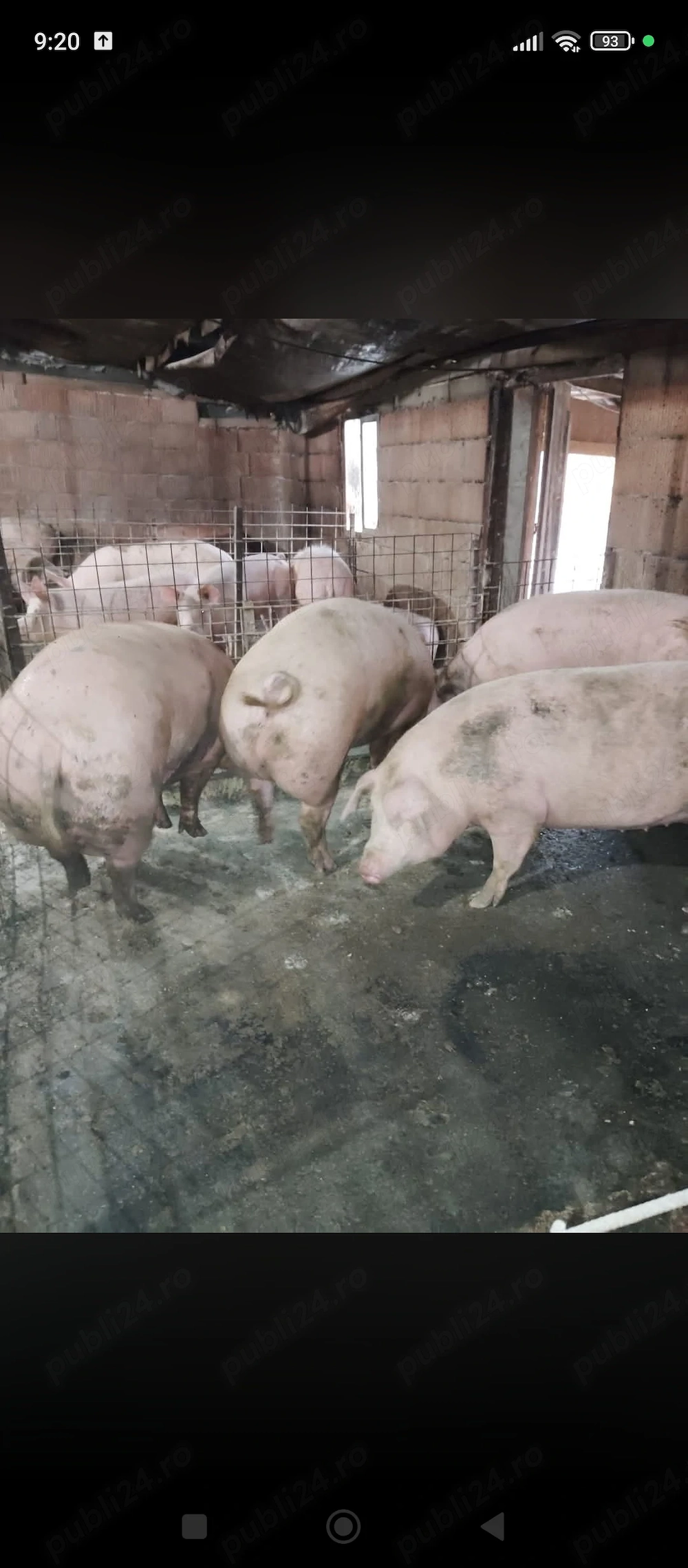 Porci duroc cu pietrain de vânzare 