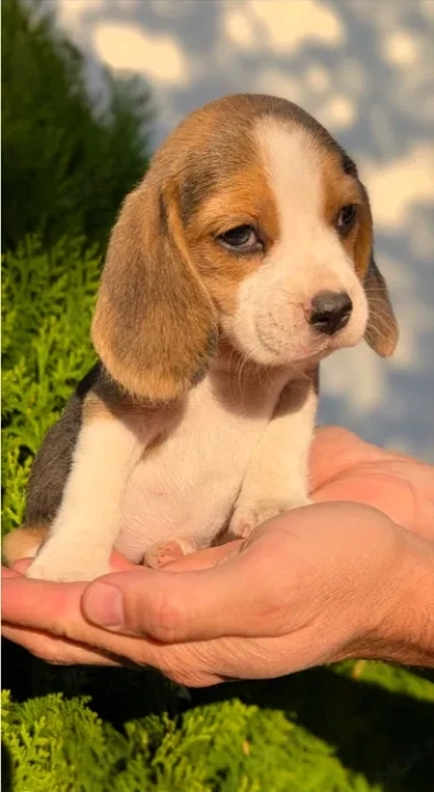 Beagle - Canisa Autorizata