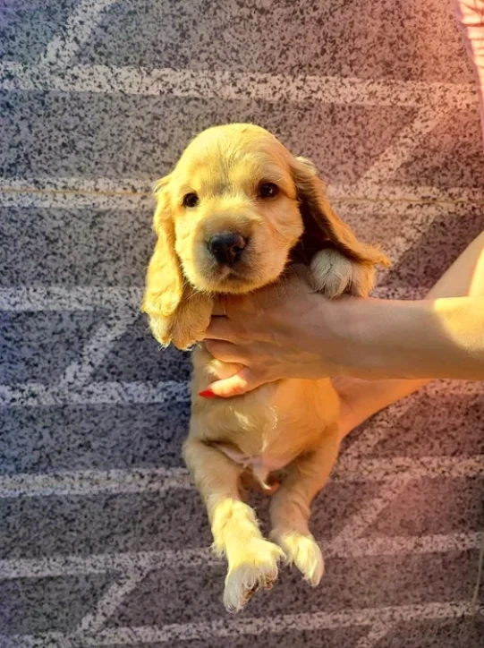 Cocker Spaniel Englez - Canisa Autorizata