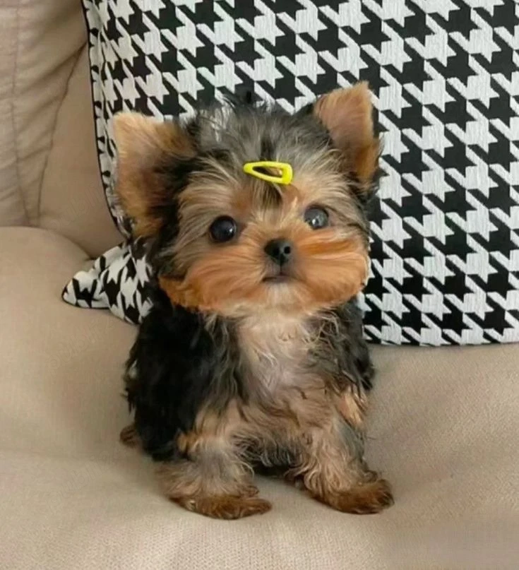Yorkshire terrier mini toy 