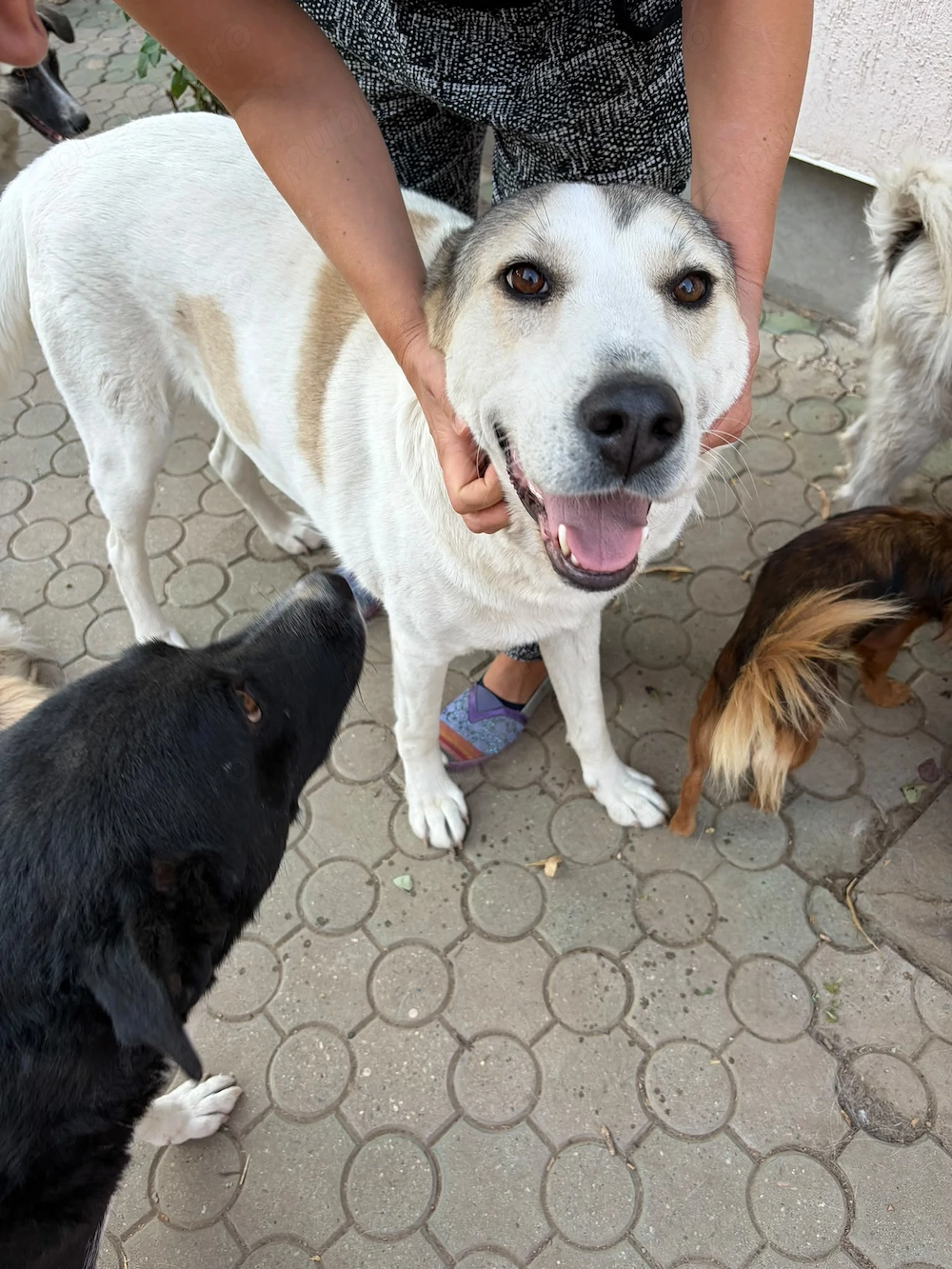 donez catelusa talie mare, 1 an, sterilizata