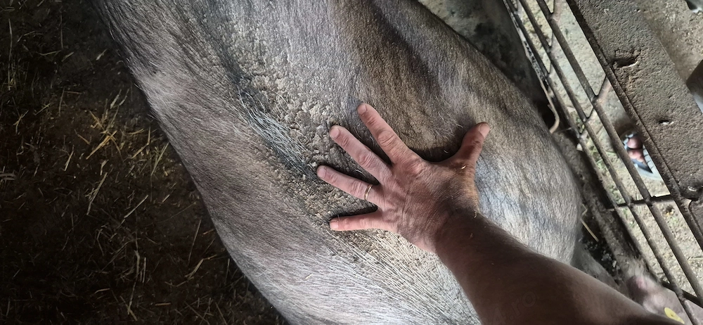 Porci 230-300+ pietrain cu landrace