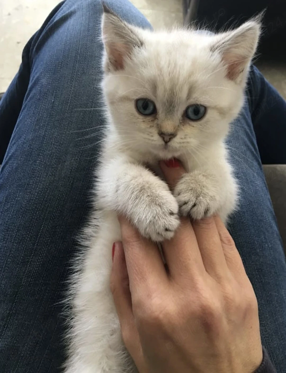 Ragdoll puiuți frumoși 