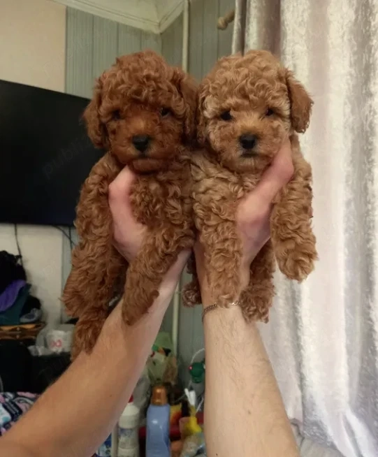 Poodle Red Toy - Canisa Autorizata