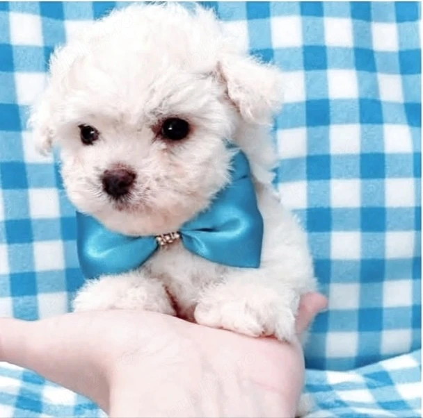Bichon maltez mini toy