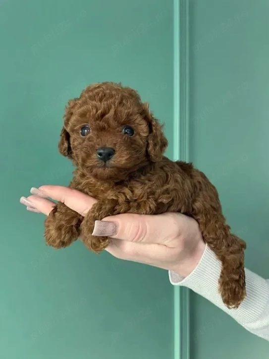 Poodle Red Toy - mascul si femela, parinti cu pedigree, canisa autorizata