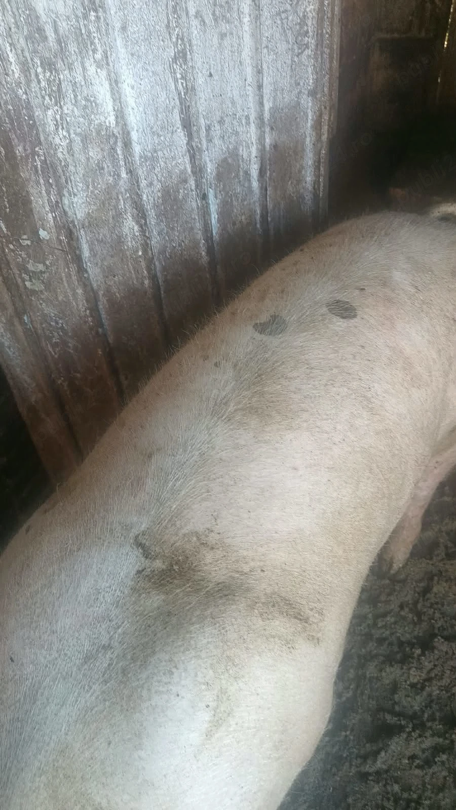 Vând porci 130-150kg