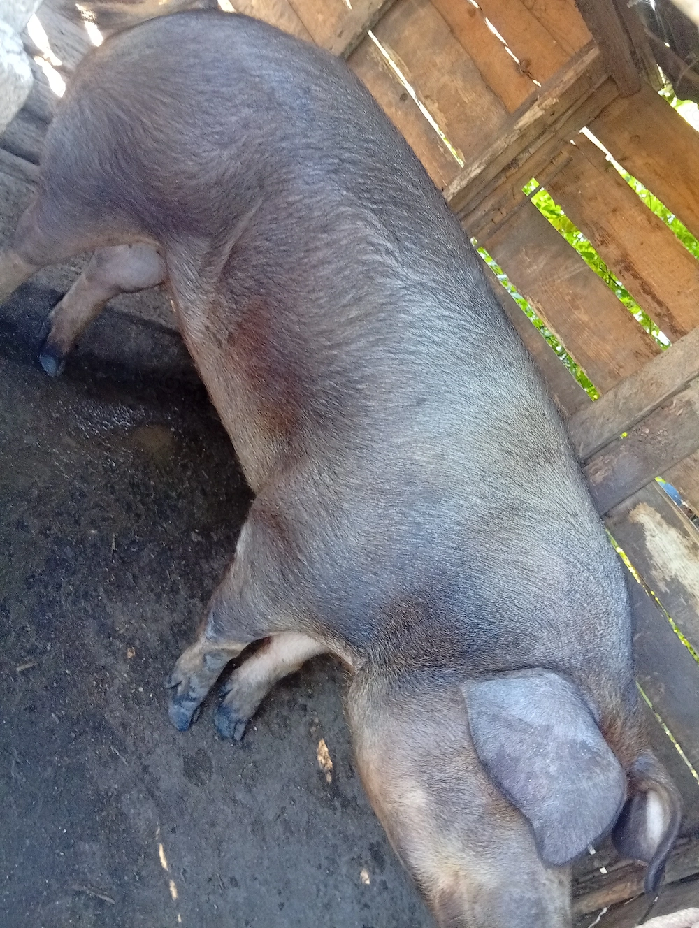 Porc de vânzare 