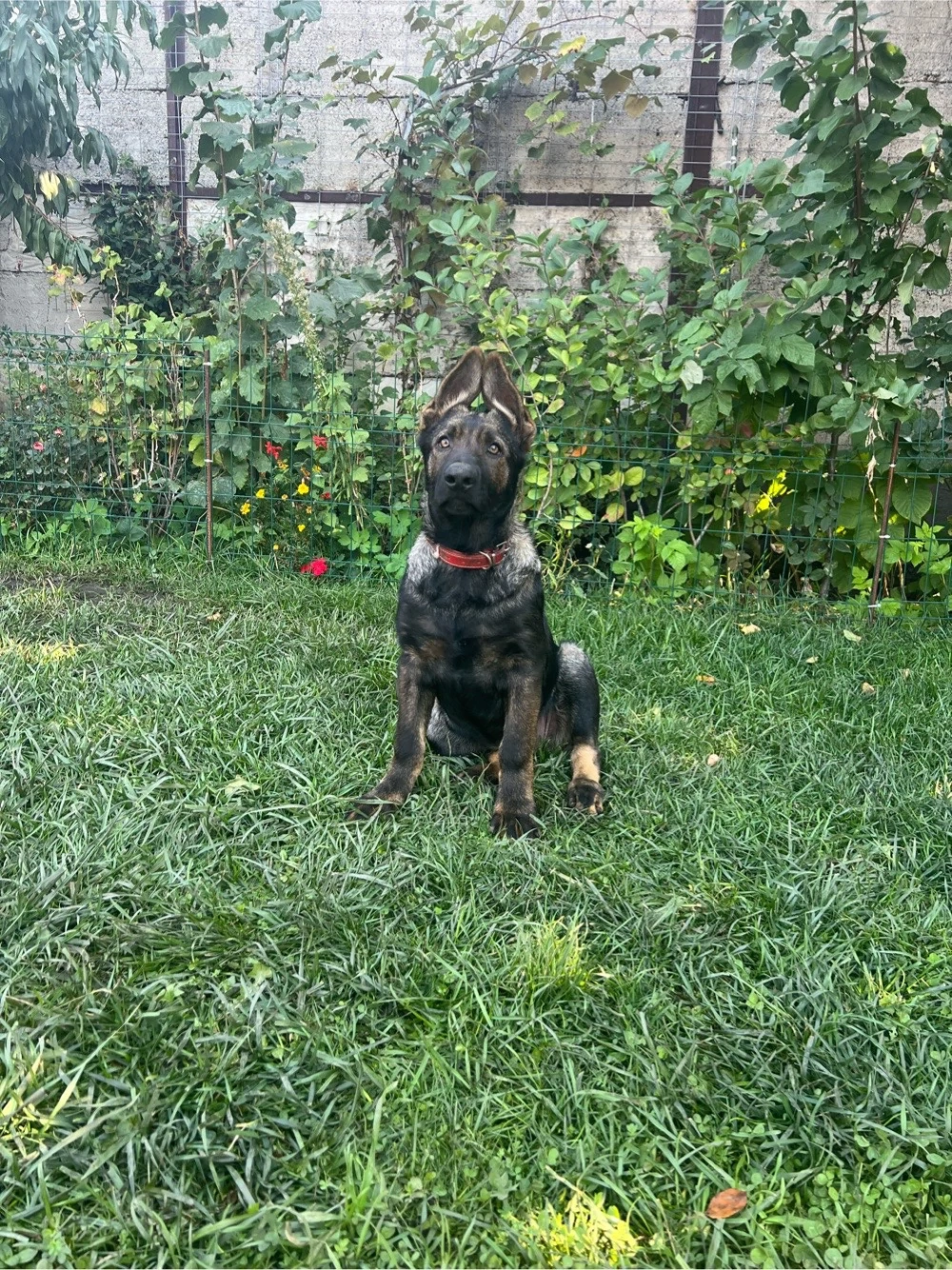 Pui Ciobanesc German - linie lucru 