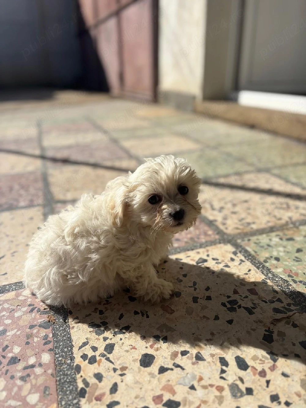 Vand Bichon maltez