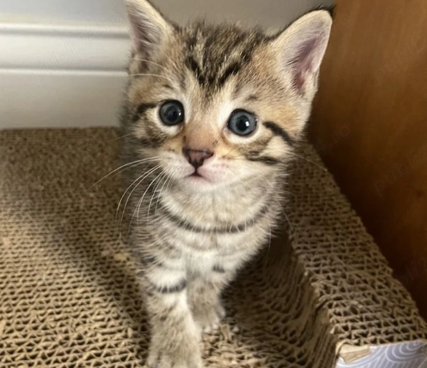 American Shorthaire 