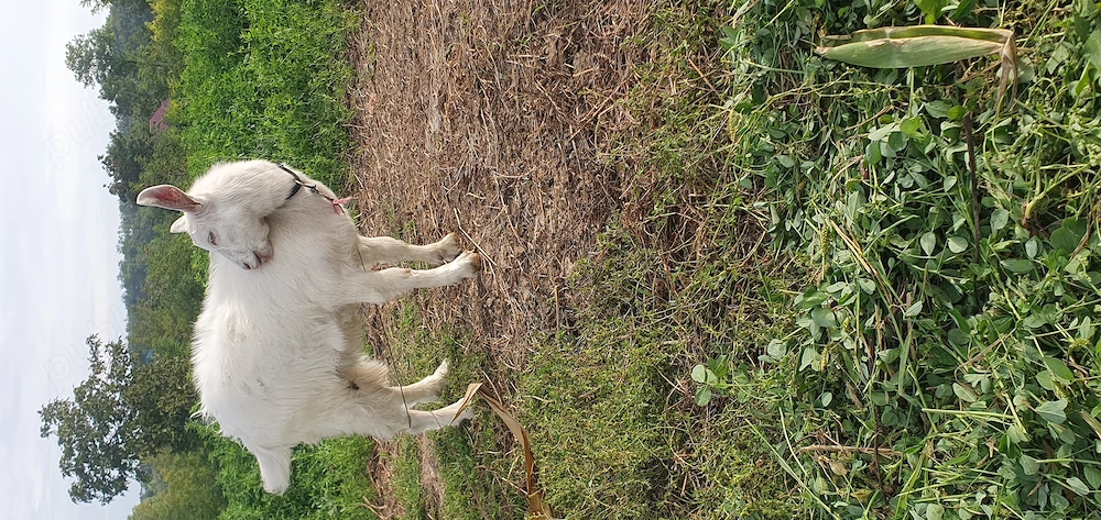 Schimb ieduta foarte bună 