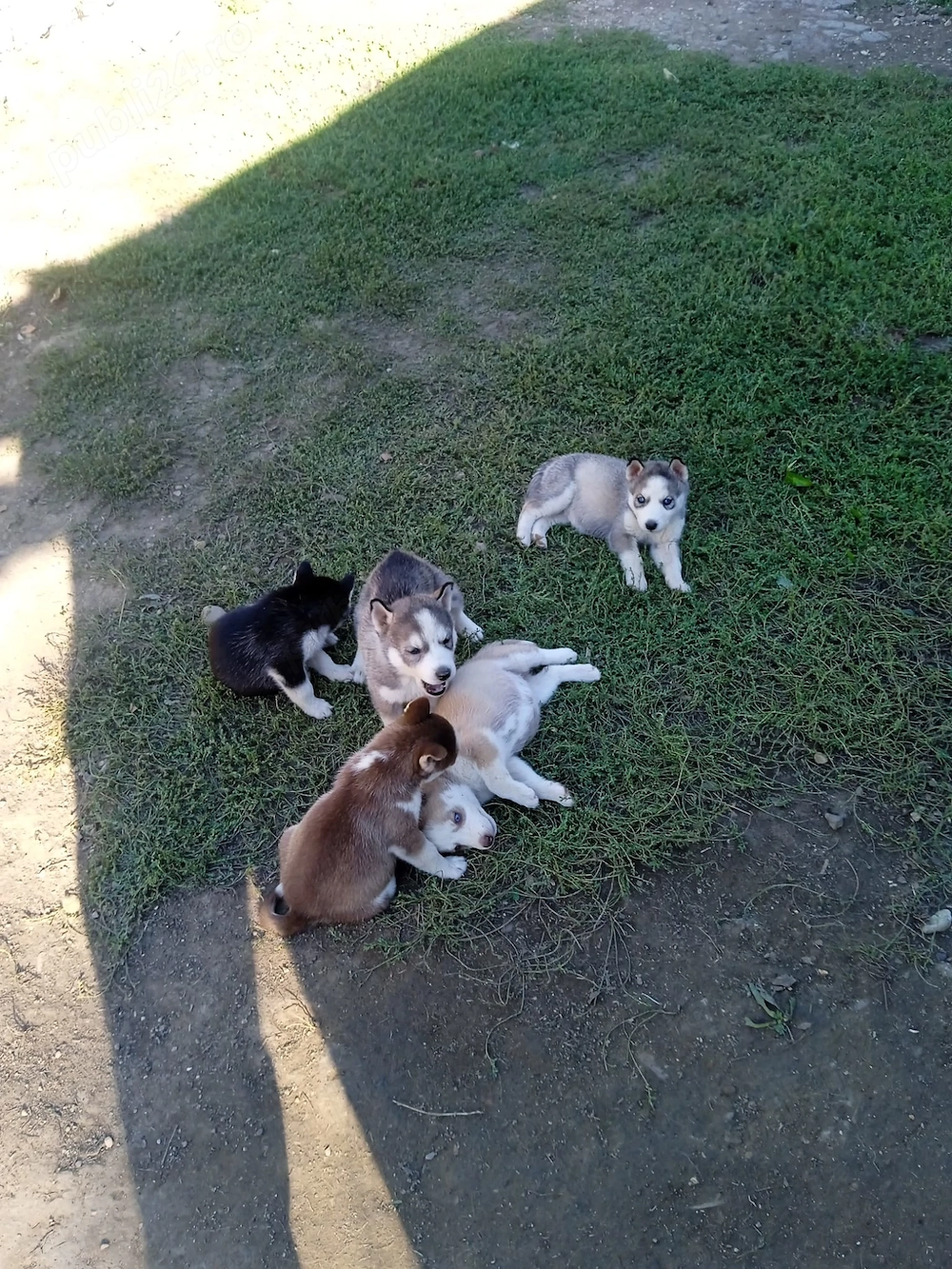 Căței Husky Siberian