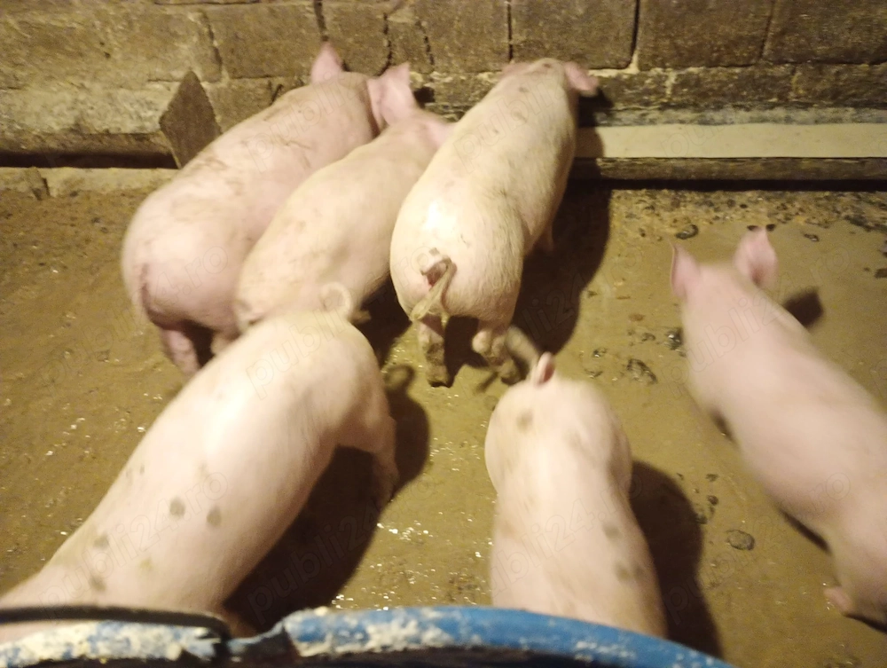 Vând șoldănași, rasă de carne!
