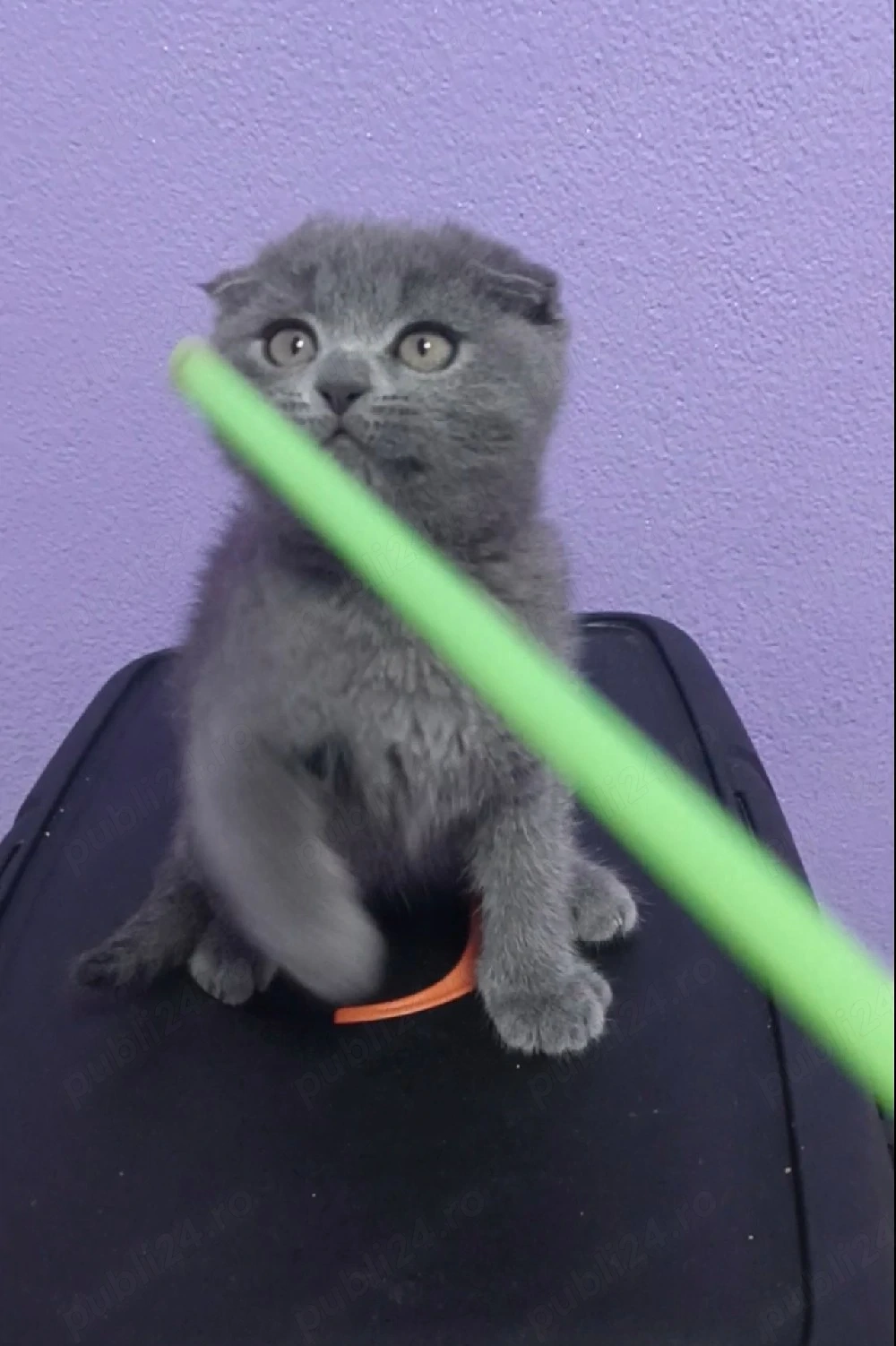Scottish Fold Blue