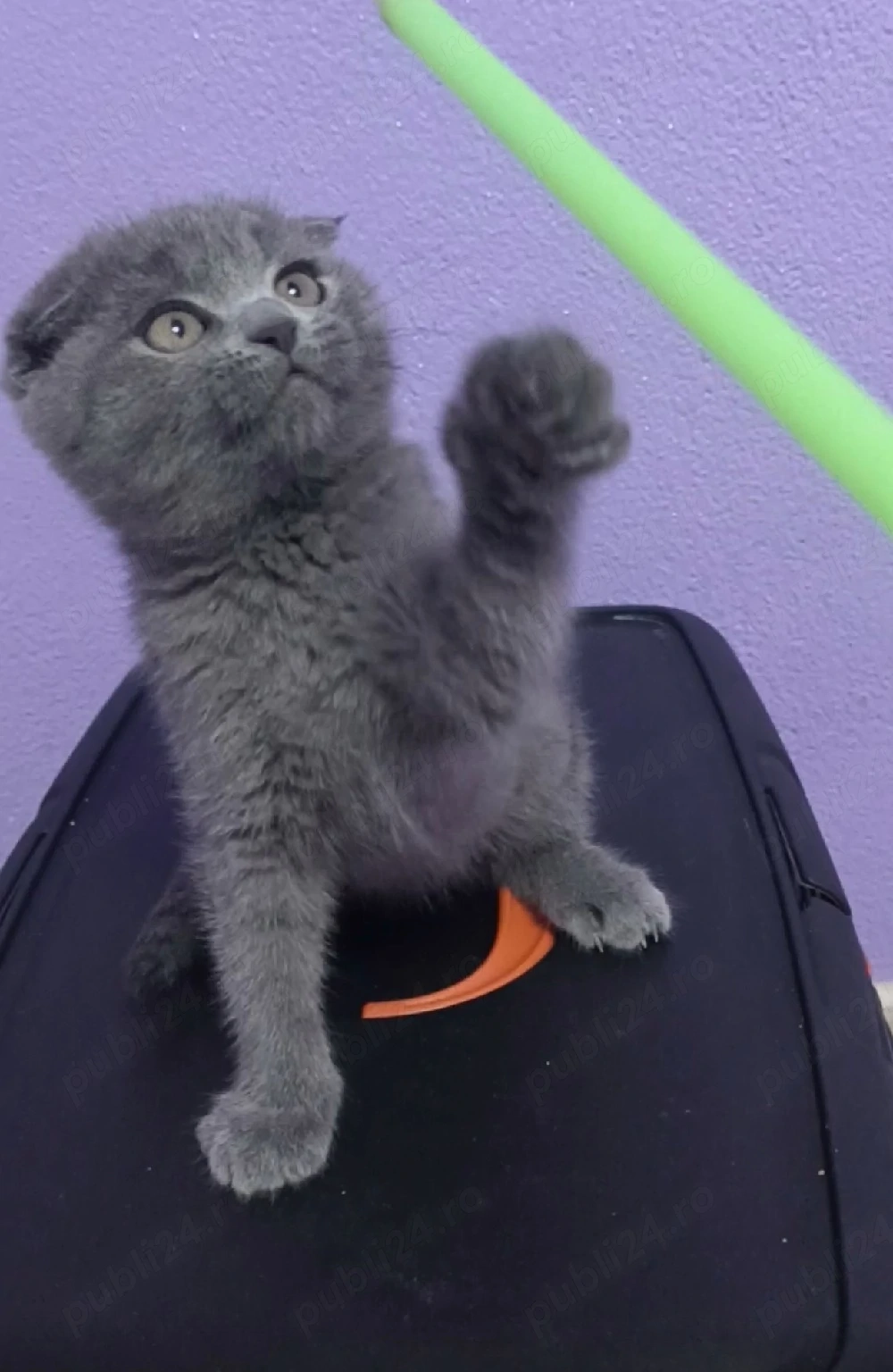 Scottish Fold Blue