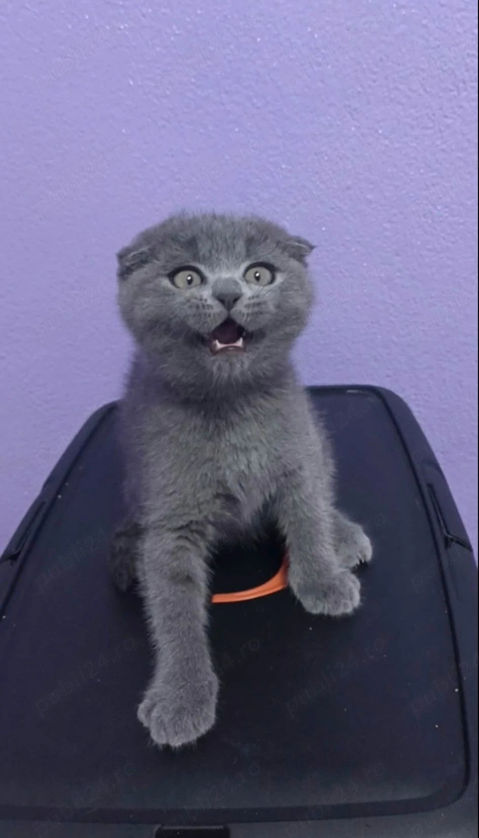 Scottish Fold Blue 