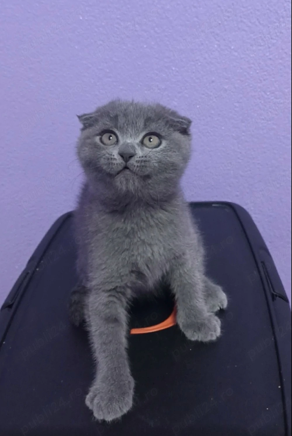 Scottish Fold Blue 