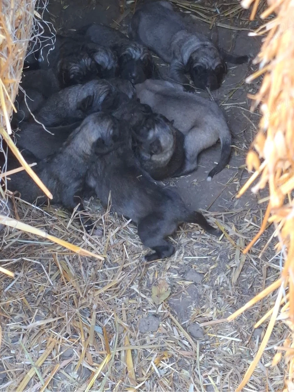 puiuti de kangal 
