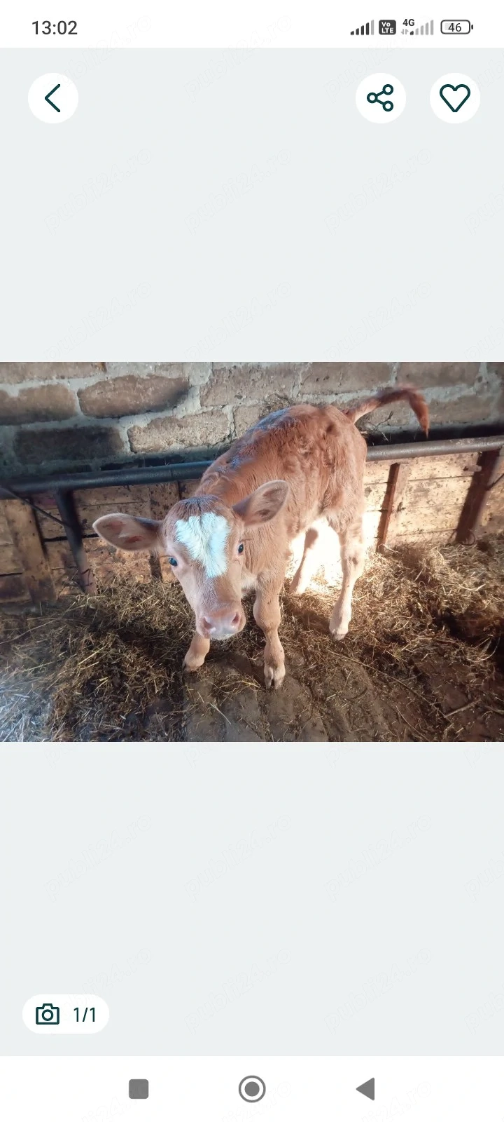 Vând vițel limuzin de 3 săptămâni 