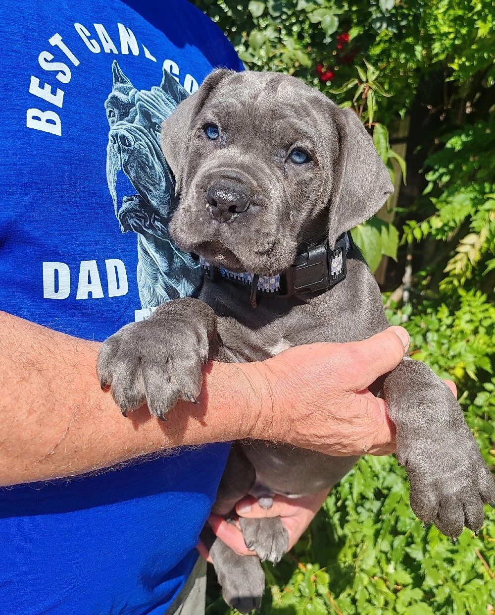 Cane corso disponibile 