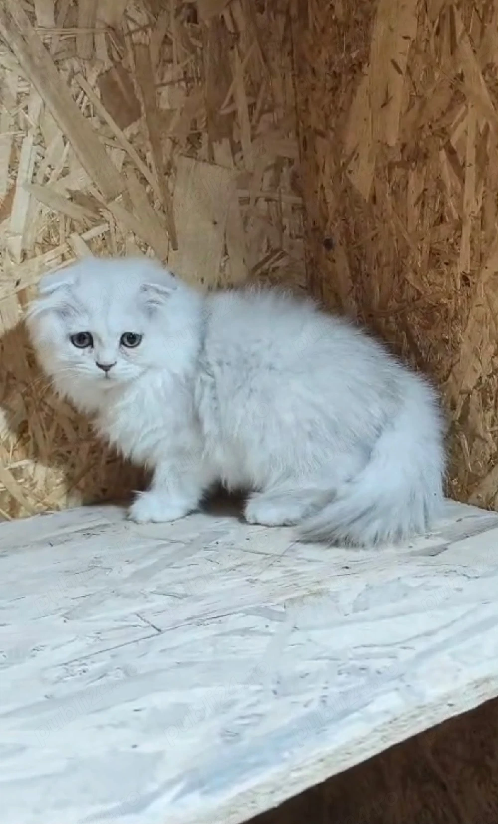 Scottish Fold Longhair 