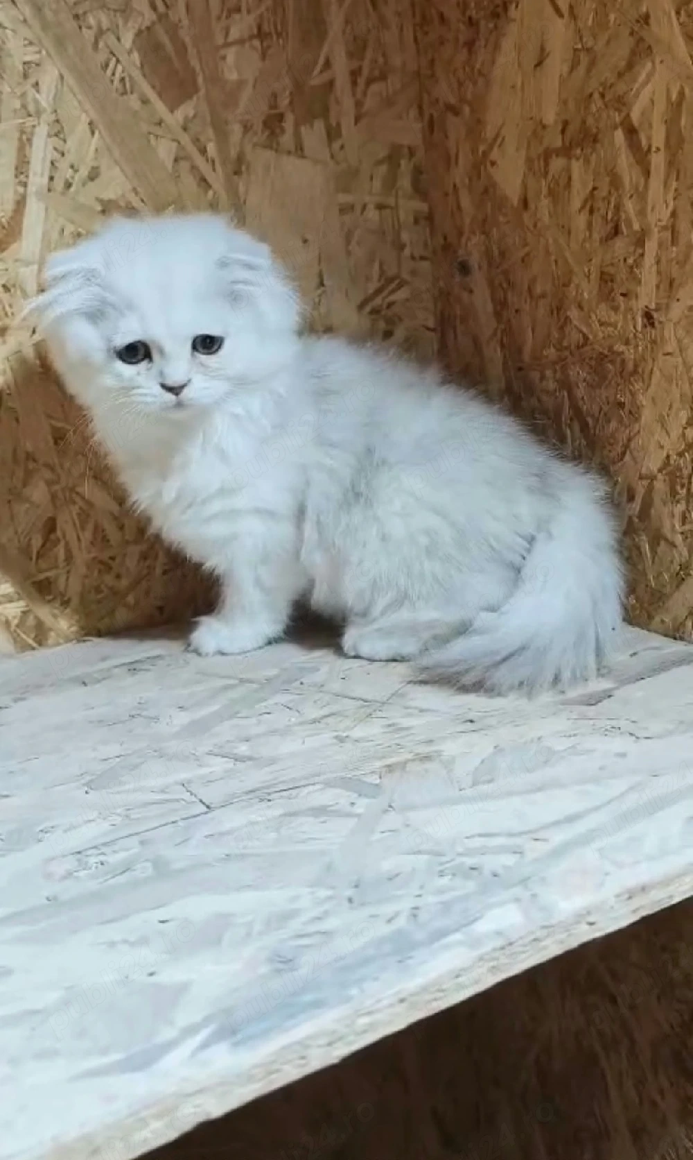 Scottish Fold Longhair