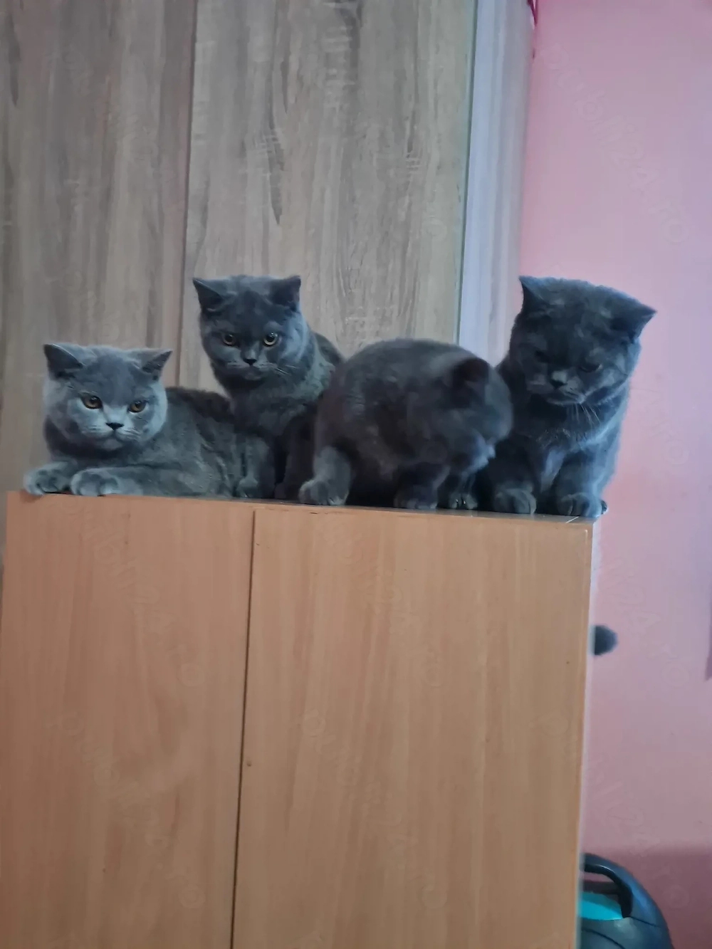 British Shorthair Blue Puiuți, masculi si femele,imediat disponibili 