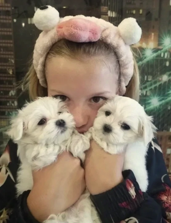 Bichon Maltez - Canisă Autorizată 