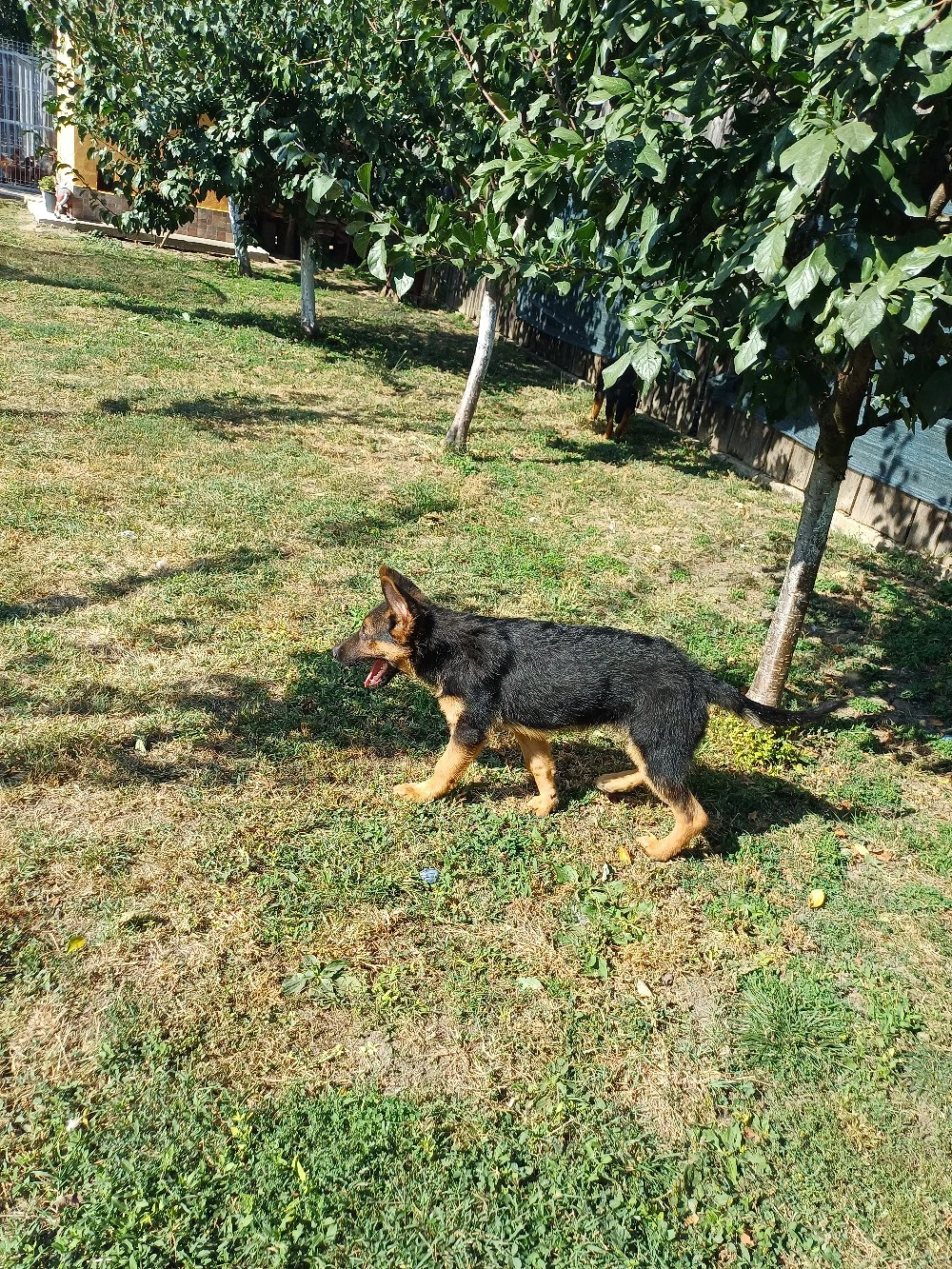 vănd pui ciobănesc german