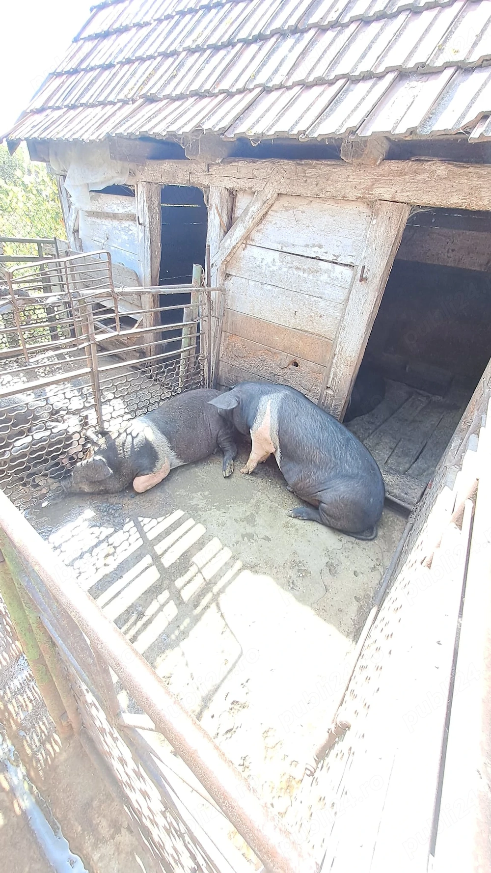 PORCI rotunzi și sănătoși
