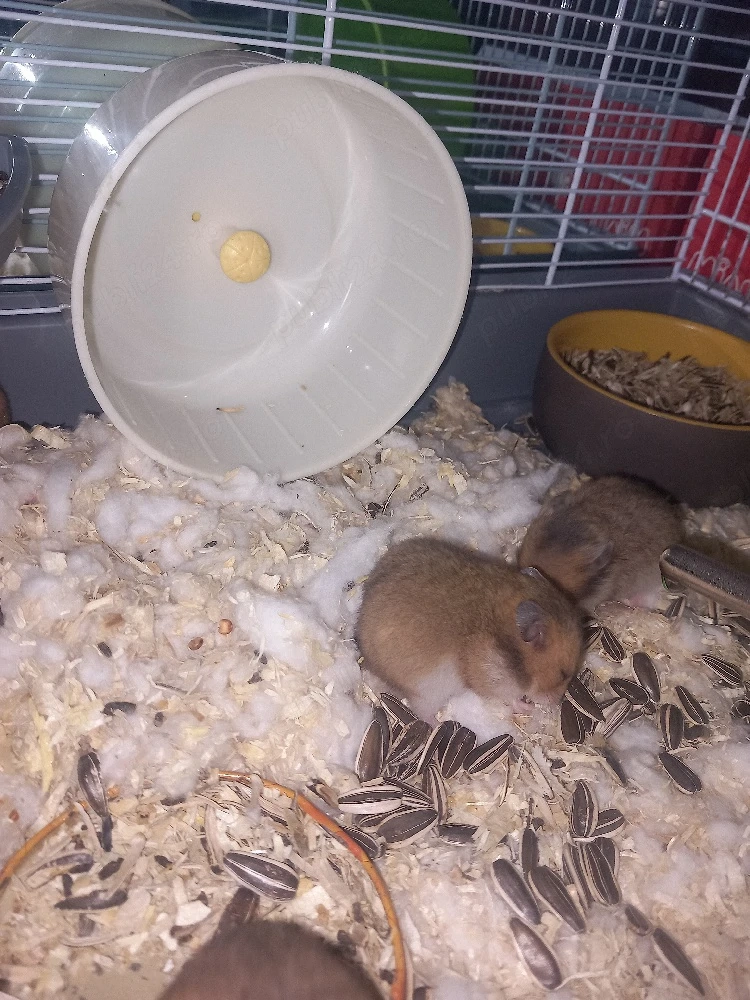 Hamsteri sirieni 50 lei  