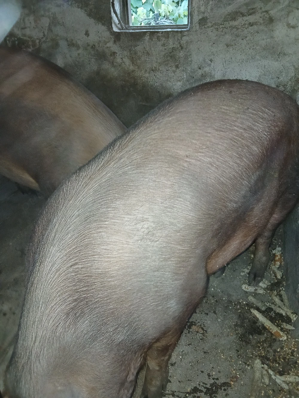 vand porci