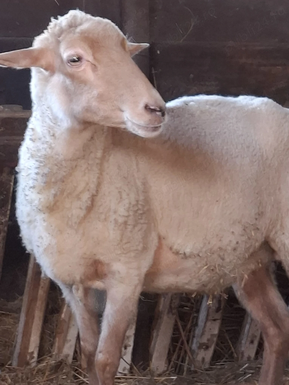 Oaie tanara de vanzare