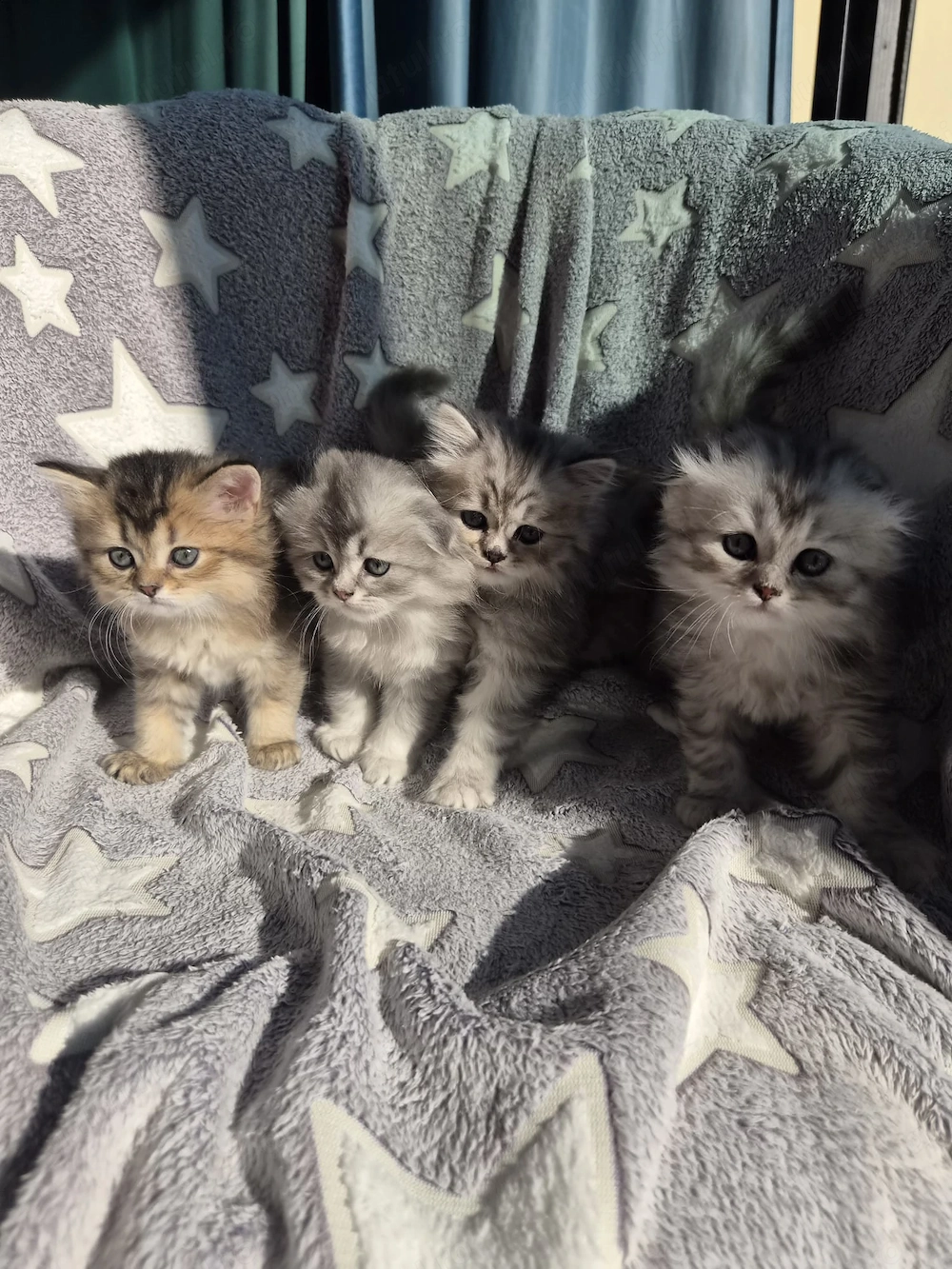 Scottish fold & British Longhair