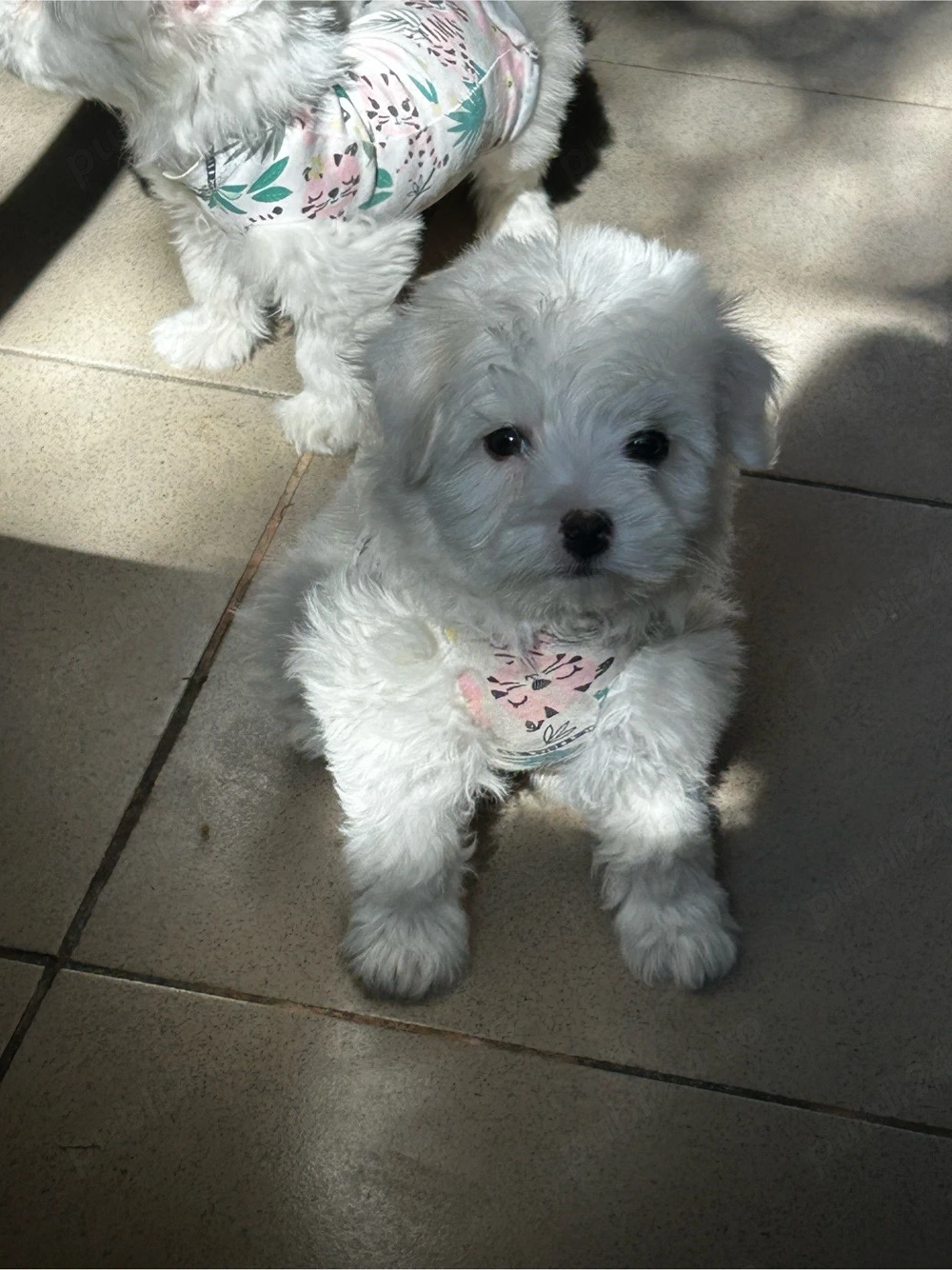 bichon maltez.  