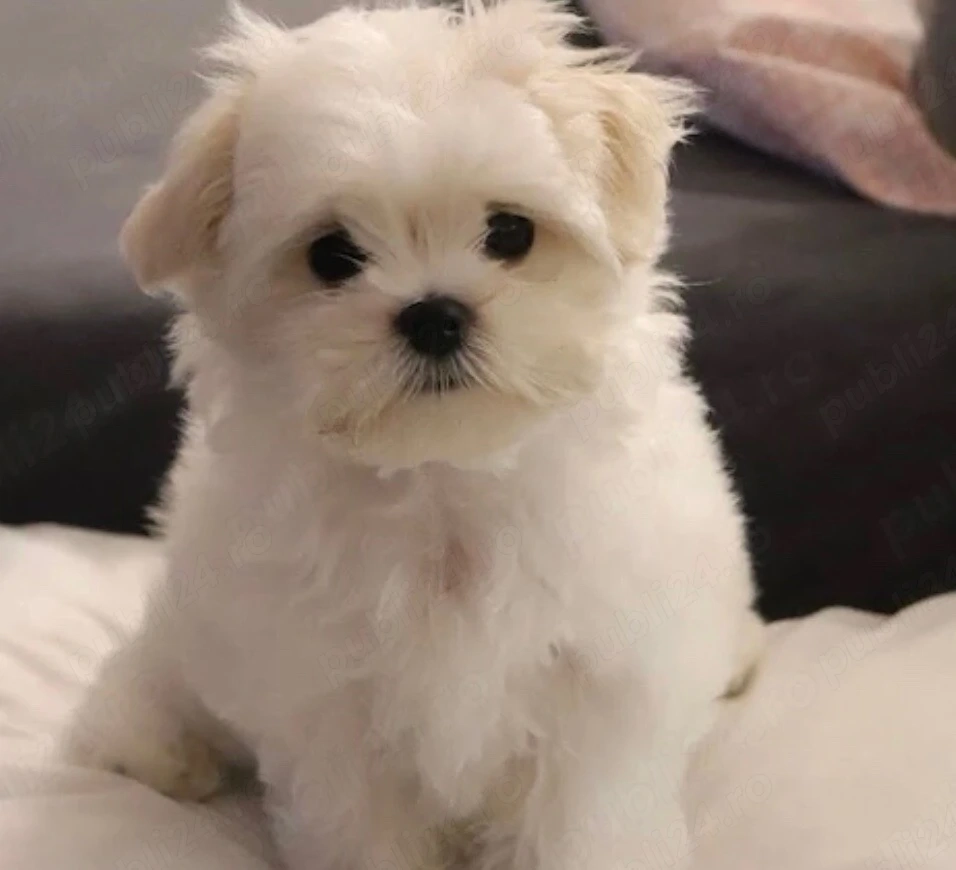 bichon maltez alb baietel