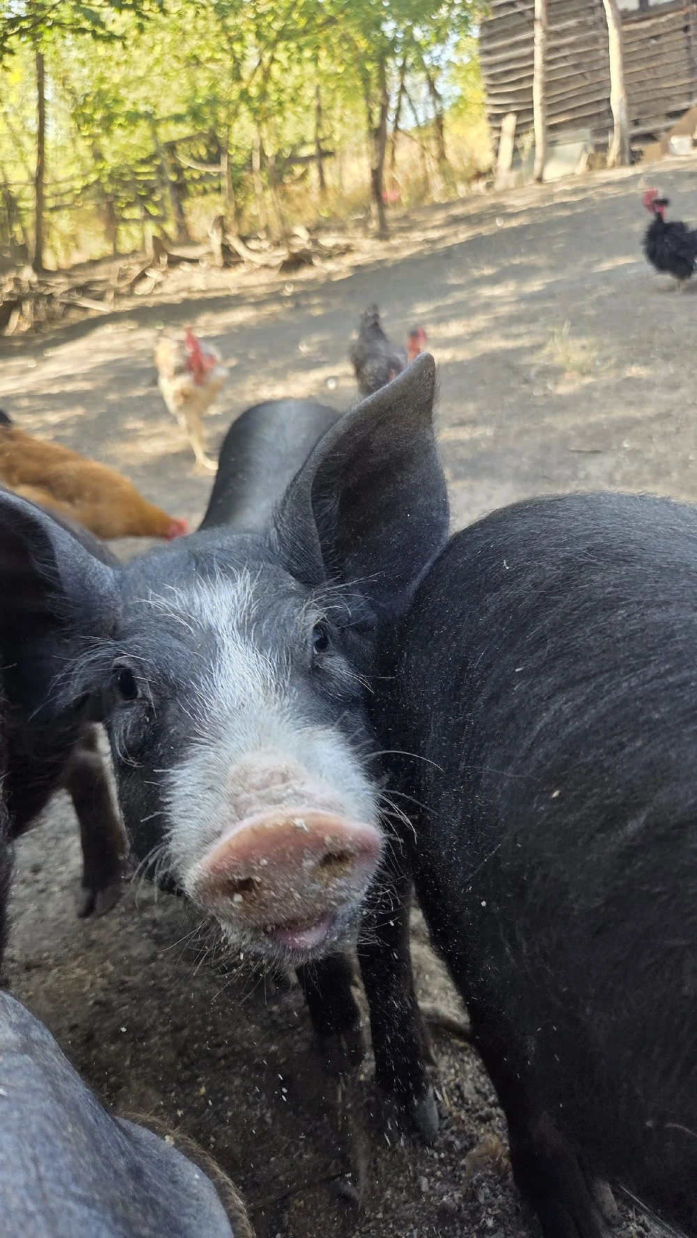 Vând purcele Duroc-Bazna 